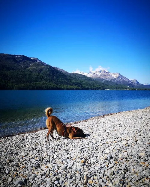 Ein Hund geniesst die Aussicht auf einen Bergsee
