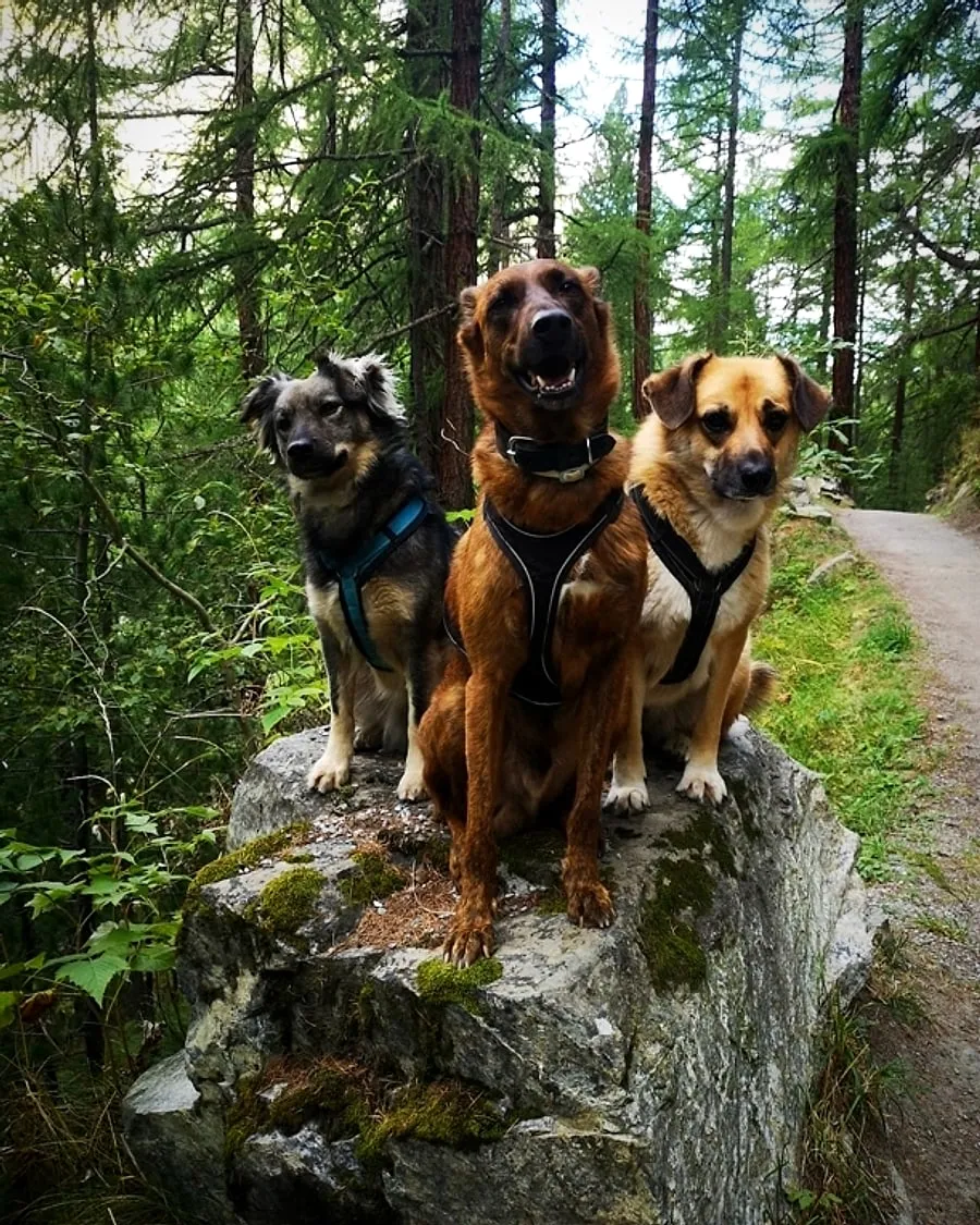 Unsere drei Hunde sitzen aufmerksam auf einem Felsen im Wald